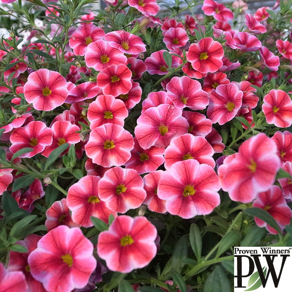 草花の苗/[26年3月中下旬予約]カリブラコア：スーパーベル ストロベリースライス3号ポット