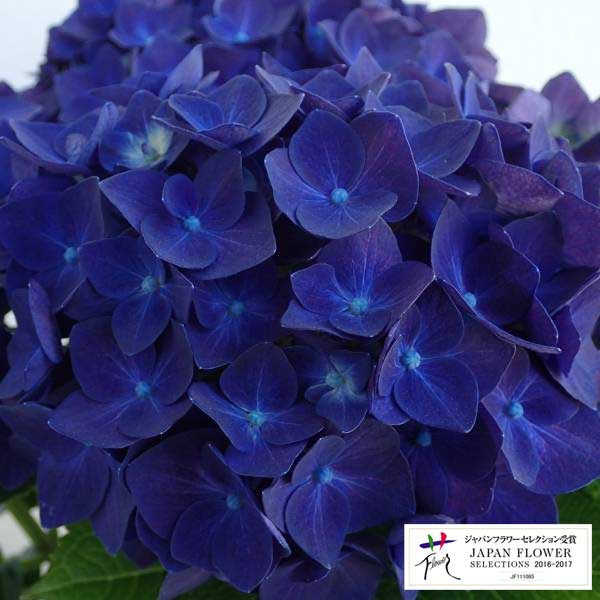 花木庭木の苗/[26年3月中下旬予...