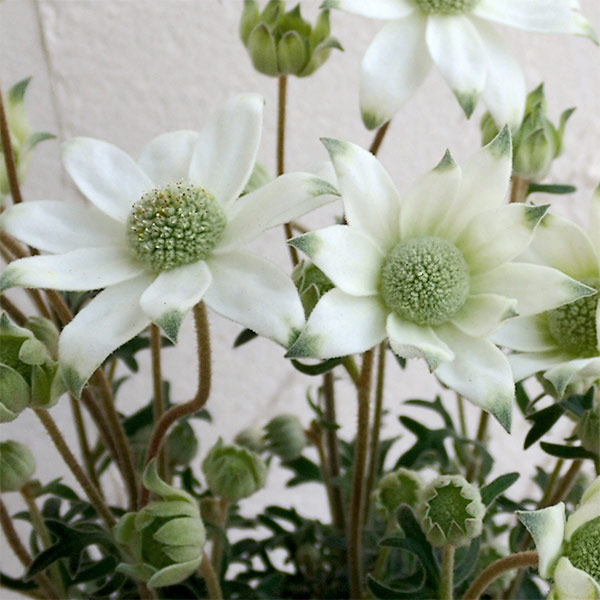 草花の苗/[26年3月中下旬予約]フランネルフラワー：天使のウインク3.5号ポット