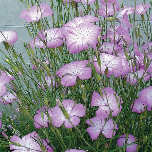 4月〜6月開花 丈夫な花壇向き1年草草花の苗/[26年10月中下旬予約]アグロステンマ：ギタゴ3号ポット*アグロステンマは非常に丈夫で育てやすく、荒れ地でも良く育つ1年草です。その丈夫さとは対象的に、花色は非常に繊細でとても美しく、花壇の背面にも良いでしょう。切り花としても最適です。 アグロステンマの名前は畑を意味するアグロスとステンマ（王冠）からなります。こぼれダネから育つほど丈夫で、育てるのは容易です。草丈が高く育ち、ピンクの花をたくさん咲かせます。学名Agrostemma githago和名ムギセンノウタイプナデシコ科アグロステンマ属の耐寒性秋まき1年草原産地地中海沿岸草丈約60〜90cm開花期4〜6月花色ホワイト用途花壇、切花日照日なた栽培方法：水はけの良い土に植え、日当たりの良い場所で育てます。植え付け後に緩行性の置き肥を適量施します。水やりは、土の表面が乾いてからタップリと与えます。終わった花は、こまめに掃除してやり、肥料を切らさないように液肥を時々やると、より長く花を楽しめます。写真は成長時（開花時）のイメージですが、お届けの際は苗の状態です。 草丈が伸びる品種です。お届け時に茎が伸びた状態となる場合があります。■10月中旬〜10月下旬頃のお届けの予約販売です。・出荷開始予定：2026年10月中旬〜・注文締切日：2026年10月12日（月）午前7時まで・「10月中下旬予約」カテゴリ以外の商品とはご一緒にご注文いただけません。（商品名の頭に「[26年10月中下旬予約]」が付いている商品となります）・ご注文同士をおまとめすることはできません。送料はそれぞれにかかります。・お届け日のご案内は2026年10月13日（火）以降にメールにてお知らせします。お届け日指定はお受けできませんが、曜日や時間帯のご指定は承ります。（受信できるアドレスにてご注文お願いします。）・品種・作柄によりお届け時期が変更になったり、お届けできなくなる場合がございます。