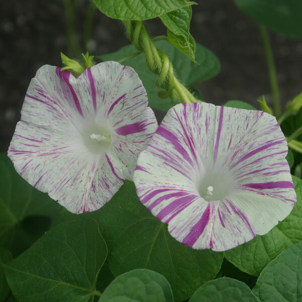 草花の苗/[26年4月下旬予約]アサガオ（イポメア）：西洋朝顔ヴェニスピンク2.5号ポット