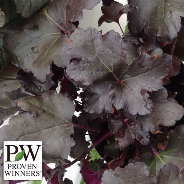 草花の苗/[25年8月下旬予約]ヒューケラ・ドルチェ ブラックジェイド3.5号ポットのサムネイル