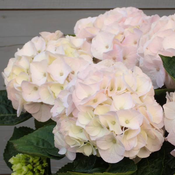 コットンキャンディ