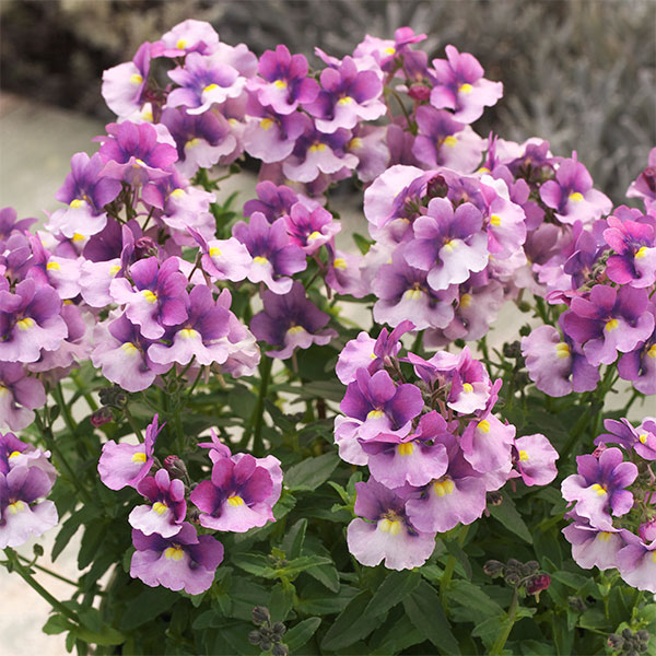 草花の苗/[25年10月中下旬予約...