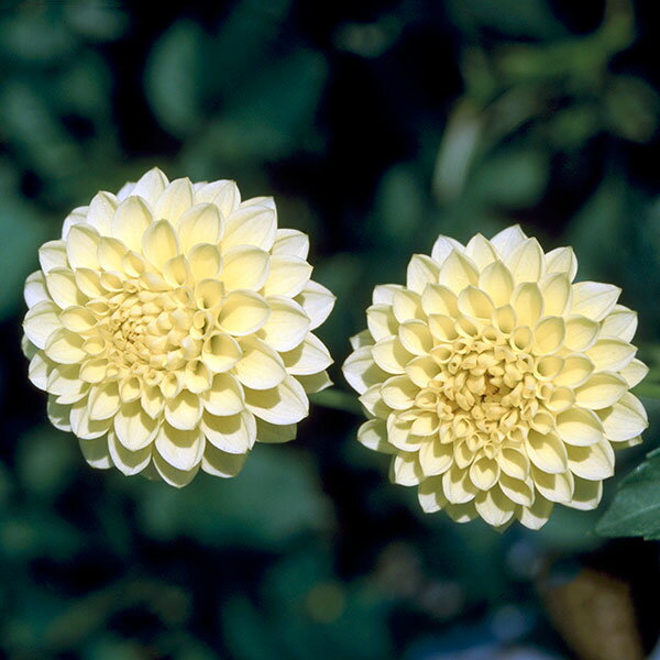 球根/[25年3月中下旬予約]ダリア：シュガーカラーダリア　サックルレモン1球入り