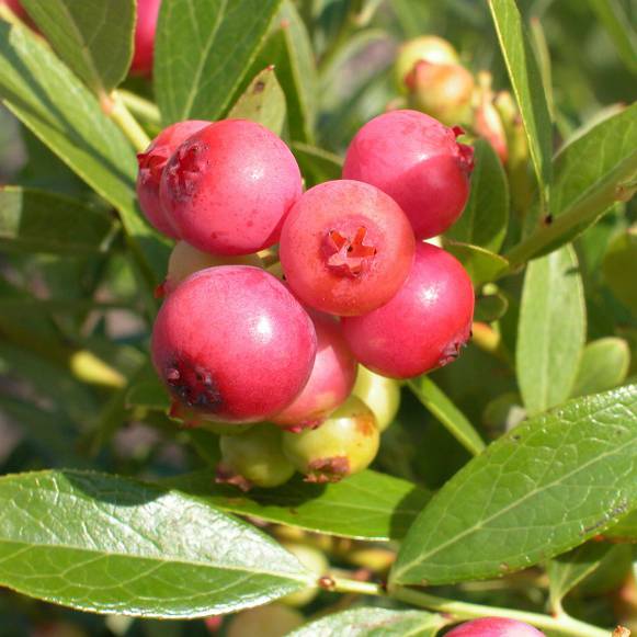 果樹の苗/[25年10月中下旬予約...