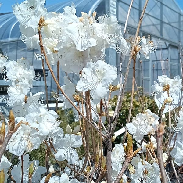 楽天市場】ツツジ 白（植木｜ガーデニング・農業）：花・ガーデン・DIY