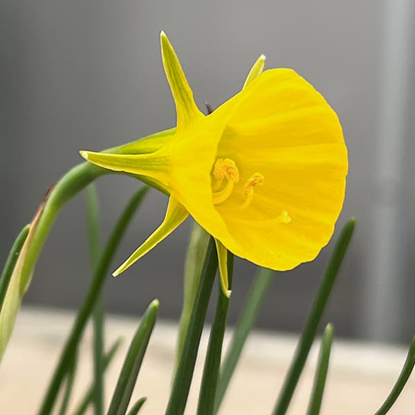 [25年2月中下旬予約]スイセン（水仙）：ゴールデンベル1球植え3号ポット