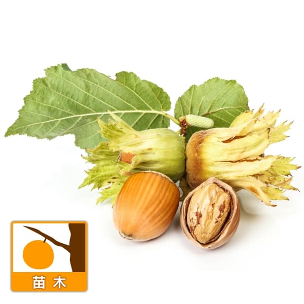 果樹の苗/[26年1月中下旬予約]ヘーゼルナッツ（西洋ハシバミ）：ウェブズプライズ4号ポット
