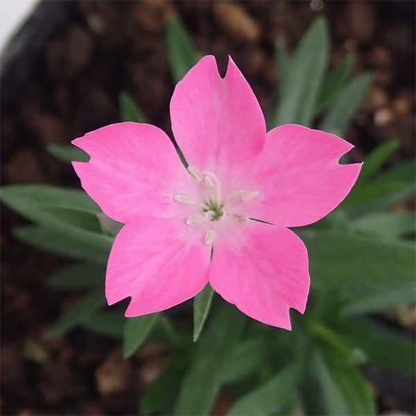 花の苗セット 四季咲きナデシコ 花アロエ ヒペリカム ネコポス 花苗