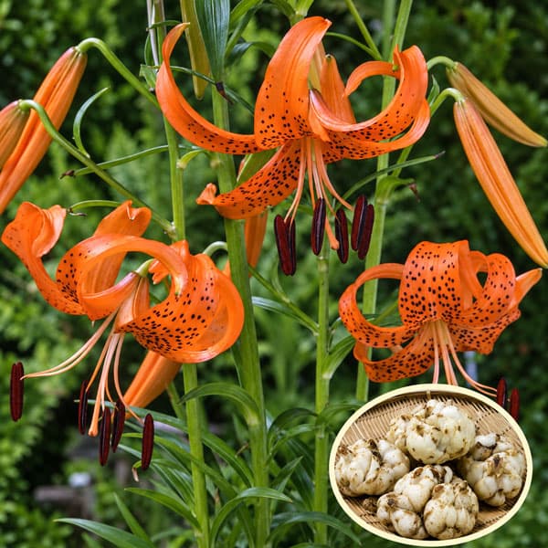 小型 7月-8月開花 小鬼百合 百合根を食用に 花も美しい球根植物球根/[26年11月中下旬予約]ユリ（食用）：コオニユリ1球コオニユリは食用に栽培されている品種です。灰汁（アク）が少なくおいしい食用百合。オレンジ色に黒い斑点のある花弁をもつコオニユリ。山野や渓谷沿いなどに自生する百合です。名前は「小さなオニユリ（鬼百合）」の意ですが、この2種は非常に良く似ています。オニユリはムカゴができてそれが地面に落ちて増えていきますが、コオニユリはムカゴができません。鱗茎（ユリ根）は茶わん蒸しやてんぷらにすると美味です。タイプ：ユリ科ユリ属の耐寒性球根植物植え付け時期：11月上旬〜3月下旬草丈：80〜120cm開花期：7月上旬〜8月下旬香り：なし栽培方法到着後、球根が乾かないうちに早めに植え付けてください。植え場所は日向〜明るい半日陰が適しています。鉢植えの場合は赤玉土6、腐葉土4の割合で9号以上の深鉢に植え付けます。プランターの場合は標準的な長さ65cmのプランター1つで3球が目安です。球根の高さの3倍くらいの深さが植付けの目安です。ゆりは球根の上にのびた茎から根が伸び、この根が養分を吸収しますので、なるべく深く植えるのがポイントです。寒さに強いので、戸外で水を切らさないように管理します。春になって芽が伸び始めたら液肥や化成肥料を追肥します。花が咲き終わったら、花柄を切り取りますが、葉や茎は残すようにして球根を太らせます。鉢植えの場合は毎年秋に地上部が枯れたら堀りあげ、なるべく早く新しい土でまた植え付けてください。庭植えの場合は植えたまま毎年花を楽しむことができます。写真は開花時のイメージです。お届け時は球根の状態です。※球根の表皮が剥けていたり、細かな傷がある場合がありますが、生育には支障ありません。■11月中旬〜11月下旬頃のお届けの予約販売です。・出荷開始予定：2026年11月中旬〜・注文締切日：2026年11月09日（月）午前7時まで・「11月中下旬予約」カテゴリ以外の商品とはご一緒にご注文いただけません。（商品名の頭に「[26年11月中下旬予約]」が付いている商品となります）・ご注文同士をおまとめすることはできません。送料はそれぞれにかかります。・お届け日のご案内は2026年11月11日（水）以降にメールにてお知らせします。お届け日指定はお受けできませんが、曜日や時間帯のご指定は承ります。（受信できるアドレスにてご注文お願いします。）・品種・作柄によりお届け時期が変更になったり、お届けできなくなる場合がございます。[26年11月中下旬予約]ユリ（食用）：コオニユリ1球の栽培ガイド秋植え球根のダブルデッカー植え球根の植付け秋植え球根植えっぱなしで毎年咲く、おすすめの球根植物