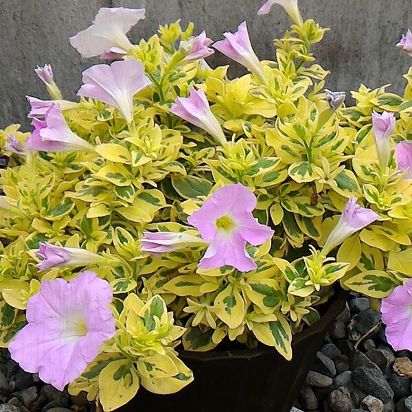 草花の苗/[26年3月中下旬予約]...