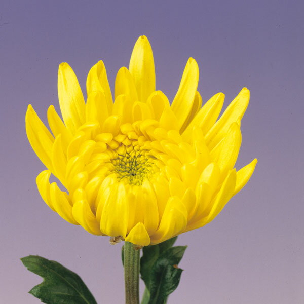 楽天市場】菊 苗（花の苗物｜苗物）：ガーデニング・農業<花・ガーデン