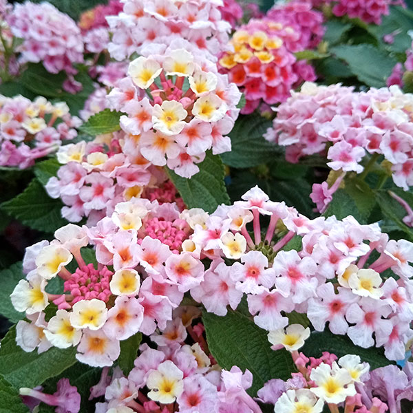 草花の苗/[26年4月下旬予約]ランタナ：メガドーム ピーチバイカラー3.5号ポット