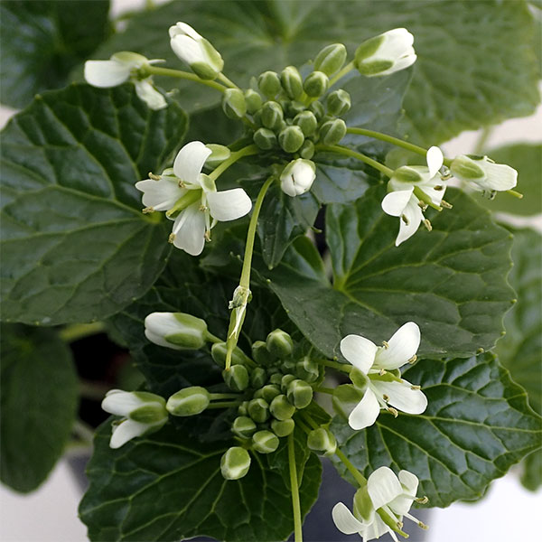 野菜の苗/[26年3月中下旬予約]ワサビ：静岡のわさび苗4号ポット（2年苗）