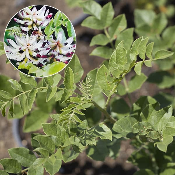 ハーブの苗/[26年3月中下旬予約]カンゾウ：ウラル甘草3号ポット