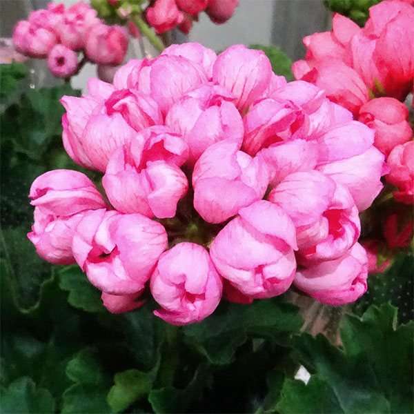 [26年1月中下旬予約]ゼラニウム（チューリップ咲き）：チェリーパンドラ5号鉢植え