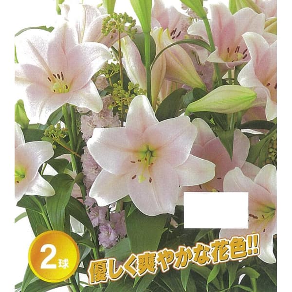 Rakuten - 球根/[26年9月中下旬予約]ユリ：鉄砲百合巨大輪咲き カリ2球入り