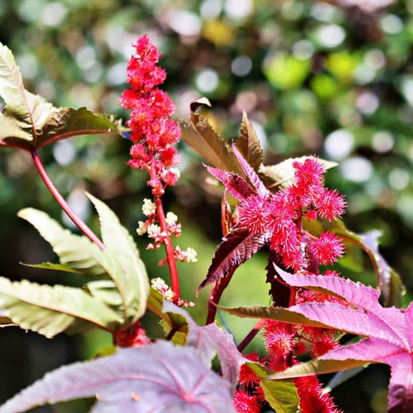 草花の苗/[26年4月上旬予約]トウゴマ：ニュージーランドパープル3.5号ポット