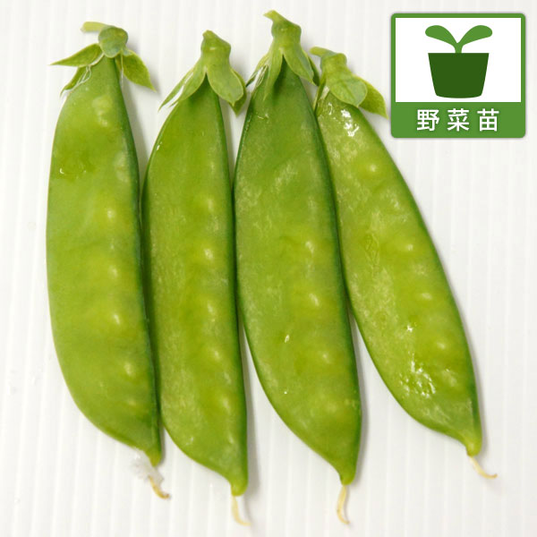 スジをとらずに調理できる赤花のサヤエンドウ赤花サヤエンドウ 楽家事野菜！野菜の苗/[26年10月中下旬予約]エンドウ（つるあり）：スジナイン（PVP)苗3号ポット日本初、スジをとらずに調理できる赤花のサヤエンドウ。莢の長さは7cmほどの莢の色が濃く、甘みも強い。収穫後、面倒な下処理要らずで利用することができます。科名：マメ科栽培方法：日光を好むので、畑植えの植えつけ場所、鉢植えの置き場とも日当たり良好な場所を選びましょう。畑植えの場合は水切れのよい有機質の多い土壌を好みます。野菜用肥料などの元肥を施し、植えつけ後はたっぷり水をやってください。つるが伸びだしたら早めに支柱を立てるかネットを張ります。追肥は花が咲き始める頃に施します。側枝が伸び始めたら、日当たり風通しが悪くならないように枝を広げて誘引をしましょう。横に広がりすぎたりして倒れそうなときはビニール紐などで茎を支えてやると良いでしょう。エカキムシ（葉に絵を描いたようなスジが入る）の被害にあいやすいので、見つけた場合は葉ごと取って駆除します。子実が肥大する前に、適期収穫してください。収穫が遅れると、すじが発生する場合があります。 ※豆や莢などの大きさ・収穫までの期間・耐寒耐暑性などはあくまで目安です。毎年の気候や栽培地域、土質、栽培環境などにより大きく変わる事があります。ご了承ください。写真は成長時のイメージですが、お届けの際は苗の状態です。お届け時の苗姿は個体差があります。表示の写真と異なることがあります。■10月中旬〜10月下旬頃のお届けの予約販売です。・出荷開始予定：2026年10月中旬〜・注文締切日：2026年10月12日（月）午前7時まで・「10月中下旬予約」カテゴリ以外の商品とはご一緒にご注文いただけません。（商品名の頭に「[26年10月中下旬予約]」が付いている商品となります）・ご注文同士をおまとめすることはできません。送料はそれぞれにかかります。・お届け日のご案内は2026年10月13日（火）以降にメールにてお知らせします。お届け日指定はお受けできませんが、曜日や時間帯のご指定は承ります。（受信できるアドレスにてご注文お願いします。）・品種・作柄によりお届け時期が変更になったり、お届けできなくなる場合がございます。