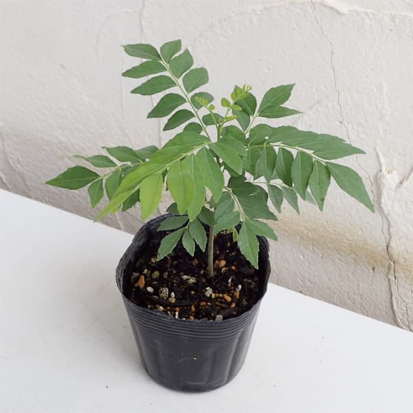 Seedlings （Vegetables） - 野菜の苗/[26年5月中下旬予約]アジアンハーブ：カレーの木3.5号ポット