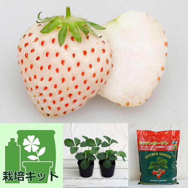 野菜の苗/[25年9月中下旬予約]...