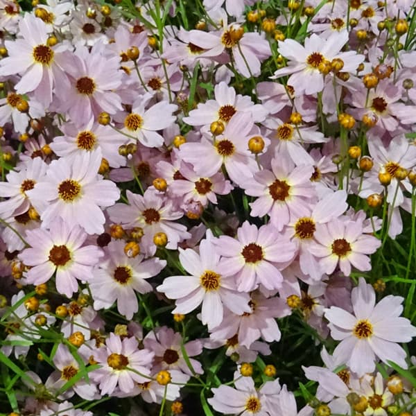 草花の苗/[25年8月下旬予約]コレオプシス：ウリドリーム ピンクリボン（桃）3-3.5号ポットのサムネイル