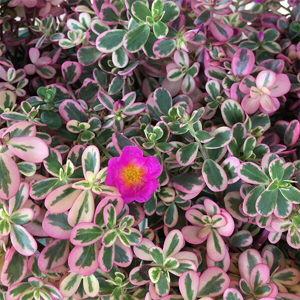 草花の苗/[26年4月下旬予約]ポーチュラカ：マジカルキューティー3号ポット