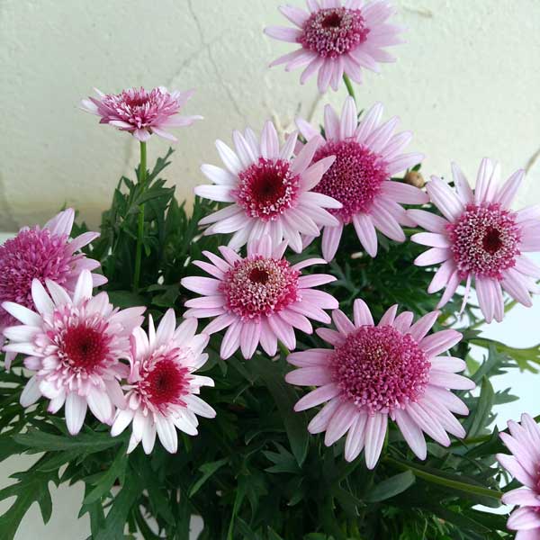 草花の苗/[24年3月中下旬予約]マーガレット：ダークあずき3～3.5号ポットのサムネイル