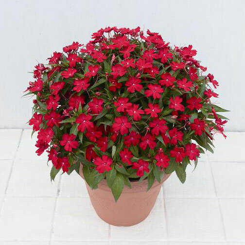 五花肉 - [26年5月中下旬予約]サンパチェンス(R) レッド6号鉢植え