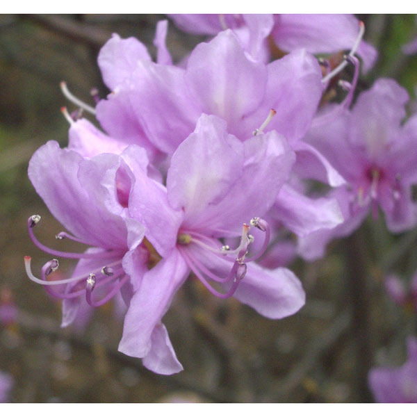 花木 庭木の苗/[25年12月上中旬予約]ツツジ：コバノミツバツツジ樹高40～50cm根巻き