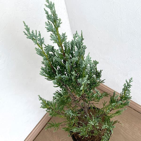 楽天市場】針葉（植木｜ガーデニング・農業）：花・ガーデン・DIYの通販