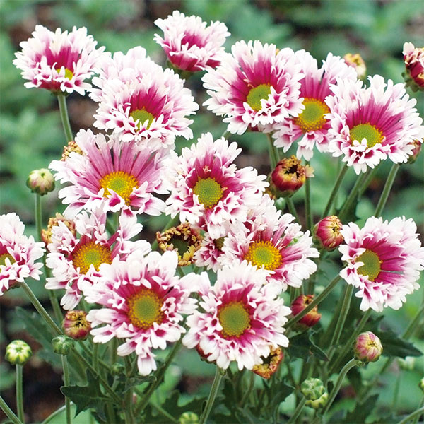 草花の苗/[26年4月上旬予約]キク（菊）：チロリアン3号ポット