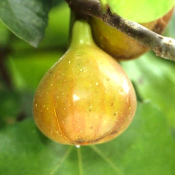 果樹の苗/[26年3月中下旬予約]イチジク：カドタ3号ポット