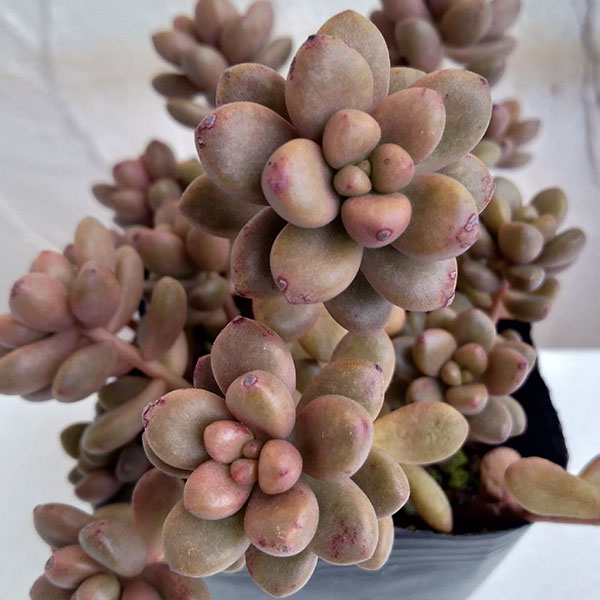 観葉植物/[24年3月中下旬予約]セダム：ジェットバース3号ポットのサムネイル