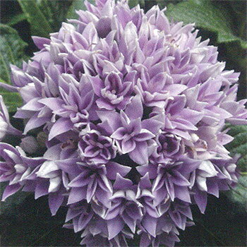 草花の苗/[26年4月下旬予約]ペンタス（八重咲き）：ラ