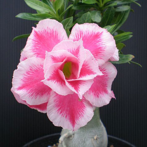 観葉植物/[26年4月上旬予約]アデニウム：天空のバラ（八重咲き）クリスマス・サンタクロース4号ポット