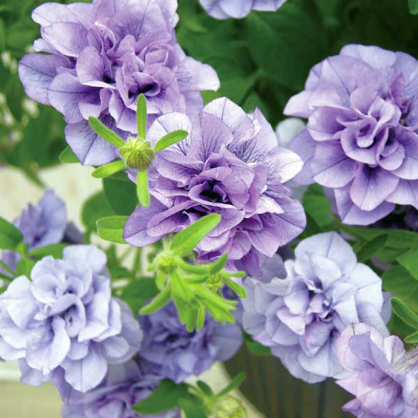 草花の苗/[26年3月中下旬予約]ペチュニア：サフィニア