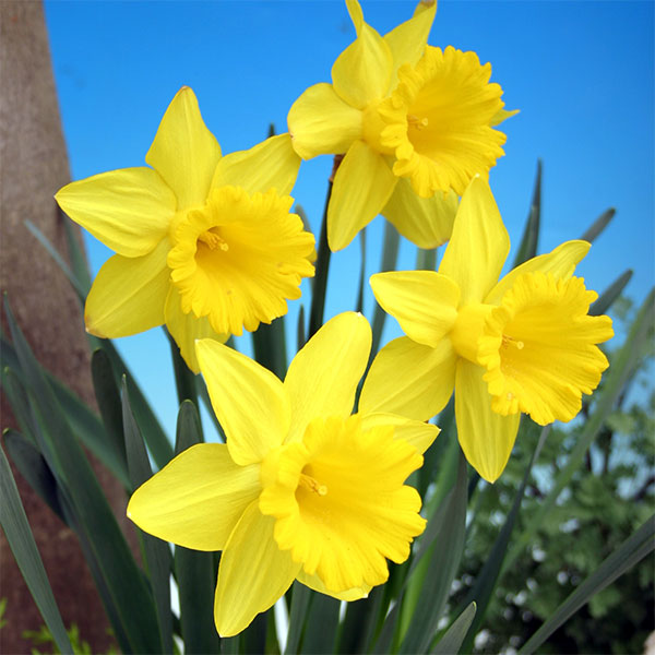 小型 3月〜5月開花 ラッパ水仙・スイセン 秋植え球根球根/[26年9月中下旬予約]水仙：エクシェプション（黄）2球入り春に先駆けて開花する水仙は、寒さに強く栽培も簡単！ヒヤシンスやクロッカス等と開花時期が重なりますので、花壇やコンテナでの寄せ植えが楽しめます。　エクシェプションは黄色のラッパ咲きスイセンです。草丈：30〜35cm開花期：3〜5月栽培方法：植えつけ適期は秋です。霜の降りる前に植えつけます。日当たりのよい場所で、よく耕した土に化学肥料等をまぜ、15cm間隔で球根の高さの3倍ほどの深さに、尖った方を上にして植えます。一定期間低温に当たることで開花しますので、鉢植えでも冬は戸外の寒い場所で管理してください。また、水切れすると花が咲かなくなりますので、冬もたっぷり水をやってください。（沖縄地域では花が咲かないことがありますので、ご注意ください）※球根の表皮が剥けていたり、細かな傷がある場合がございます。生育には支障ありませんので予めご承知おきください。■9月中旬〜9月下旬頃のお届けの予約販売です。・出荷開始予定：2026年9月中旬〜・注文締切日：2026年9月14日（月）午前7時まで・「9月中下旬予約」カテゴリ以外の商品とはご一緒にご注文いただけません。（商品名の頭に「[26年9月中下旬予約]」が付いている商品となります）・ご注文同士をおまとめすることはできません。送料はそれぞれにかかります。・お届け日のご案内は2026年9月15日（火）以降にメールにてお知らせします。お届け日指定はお受けできませんが、曜日や時間帯のご指定は承ります。（受信できるアドレスにてご注文お願いします。）・品種・作柄によりお届け時期が変更になったり、お届けできなくなる場合がございます。[26年9月中下旬予約]水仙：エクシェプション（黄）2球入りの栽培ガイド秋植え球根のダブルデッカー植え球根の植付け秋植え球根【秋植え球根】植えつけ深さの目安