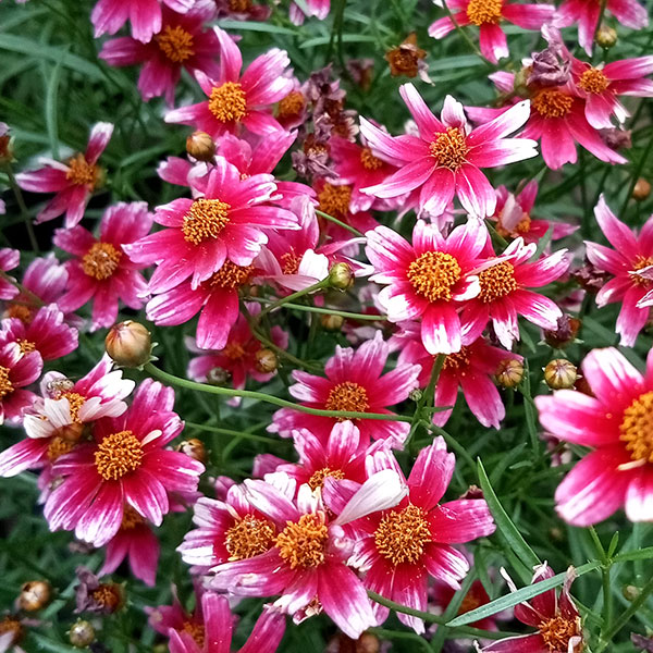 草花の苗/[25年8月下旬予約]コレオプシス：ウリドリーム ルージュ3-3.5号ポットのサムネイル