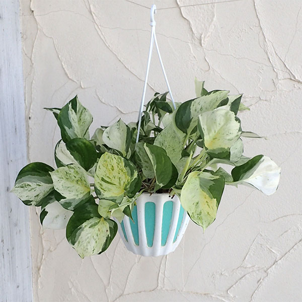 観葉植物/[26年3月中下旬予約]ポトス：ステータス 5号吊り鉢