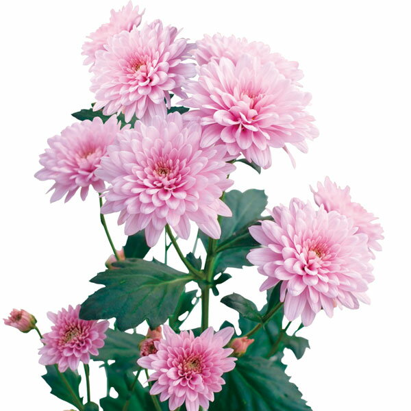 ��֤���/[26ǯ4����ͽ��]�����ʵơˡ����ꥢ�� ���륻����ʥԥ󥯷ϡ�2.5��ݥå�