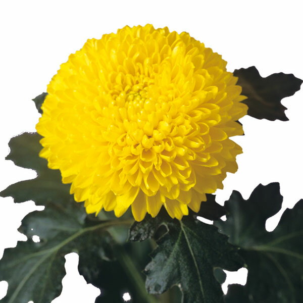 ��֤���/[26ǯ4����ͽ��]�Х롼��ޥࡧ���ꥢ�ʲ���2.5��ݥå�