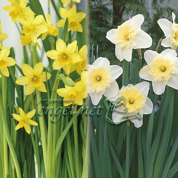 球根/[25年9月中下旬予約]球根...