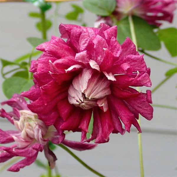 クレマチスの苗/[26年3月中下旬予約]クレマチス：プリンシパル4号ロングポット