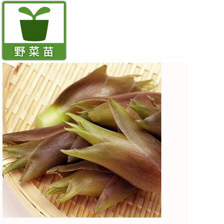 野菜の苗/[24年3月中下旬予約]ミョウガ：秋ミョウガ3号ポットのサムネイル