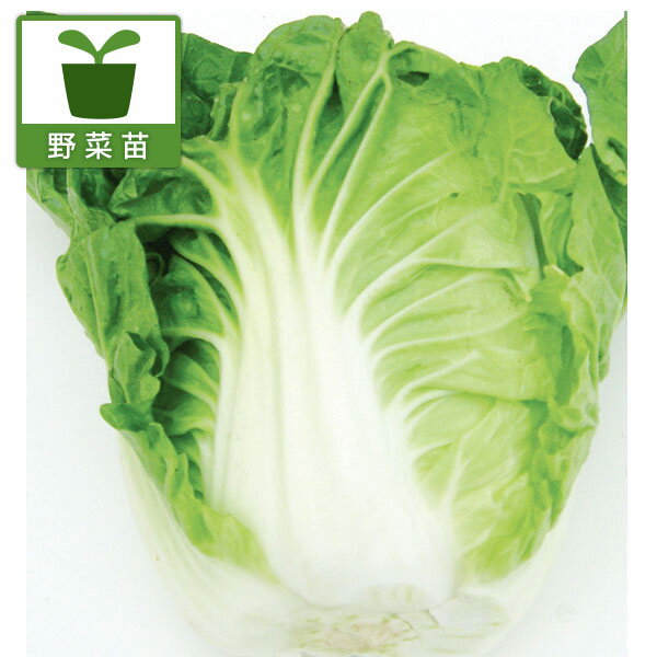 Rakuten - 野菜の苗/[26年8月下旬予約]しゃぶしゃぶ白菜 味速（あじはや）苗3号ポット 6株セット