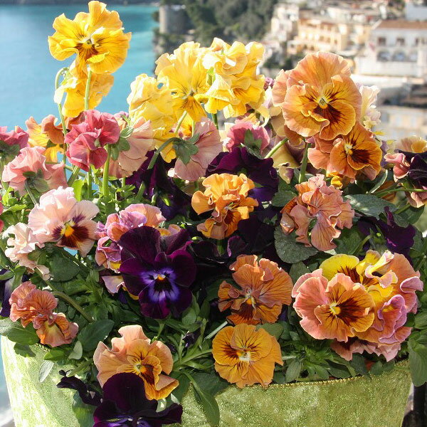 草花の苗/[26年1月中下旬予約]パンジー：ムーランフリルバレリンルージュ3.5号ポット 6株セット