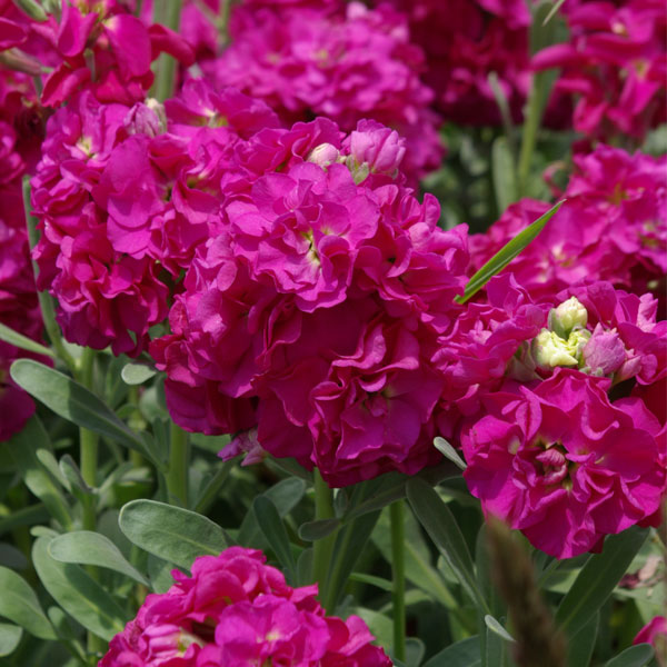 草丈約50cm花壇や切り花向き・華やかな色と香りの花草花の苗/[26年9月中下旬予約]ストック：高性ローズ3号ポットボリュームのある花と強い香りが魅力のストック。晩秋から春の花壇の主役になります。最近は鉢植え向きの草丈の低いストックが多いのですが、この品種は高性種。花壇の中央や後方に植えると存在感があります。花茎が長くまっすぐに伸びるため、切り花にも最適です。★八重種のタネから生産している苗ですが、品種の特性上、10〜20％の確率で一重花が出現する場合がありますので、ご了承ください★タイプ：アブラナ科マッティオラ属の耐寒性1年草草丈：40〜60cm開花期：11〜3月用途：花壇、切り花日照：日なた栽培方法：日当たりの良い場所に15〜20cm間隔で植えつけてください。植え付け時に水をたっぷりあたえ、その後は控えめにします。冬季は根元に腐葉土などでマルチングして防寒してください。お届けする苗は、3号（直径9cm）ポット入りです。写真は開花時のイメージですが、お届け時は苗の状態です。■9月中旬〜9月下旬頃のお届けの予約販売です。・出荷開始予定：2026年9月中旬〜・注文締切日：2026年9月14日（月）午前7時まで・「9月中下旬予約」カテゴリ以外の商品とはご一緒にご注文いただけません。（商品名の頭に「[26年9月中下旬予約]」が付いている商品となります）・ご注文同士をおまとめすることはできません。送料はそれぞれにかかります。・お届け日のご案内は2026年9月15日（火）以降にメールにてお知らせします。お届け日指定はお受けできませんが、曜日や時間帯のご指定は承ります。（受信できるアドレスにてご注文お願いします。）・品種・作柄によりお届け時期が変更になったり、お届けできなくなる場合がございます。[26年9月中下旬予約]ストック：高性ローズ3号ポットの栽培ガイド花がらつみ