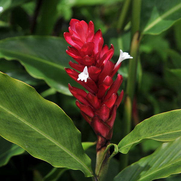 草花の苗/[25年6月中下旬予約]レッドジンジャー4号ポットのサムネイル